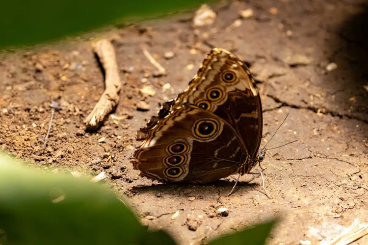 Cuckoo perched on a wire, a common sight during Highland birding in May.