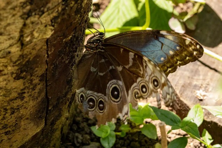 Bird perched on a barbed wire fence in a Highland field. Spring daffodils below.