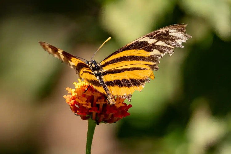 Bird perched on a barbed wire fence in a Highland field. Spring daffodils below.