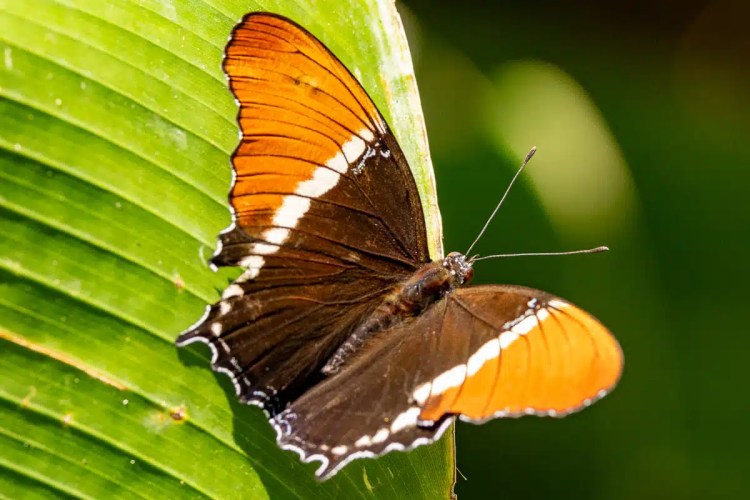 Black bird in flight, "Wild Scot" text. Scottish Wildlife Photos.