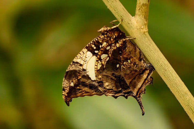 Bird perched on a barbed wire fence in a Highland field. Spring daffodils below.