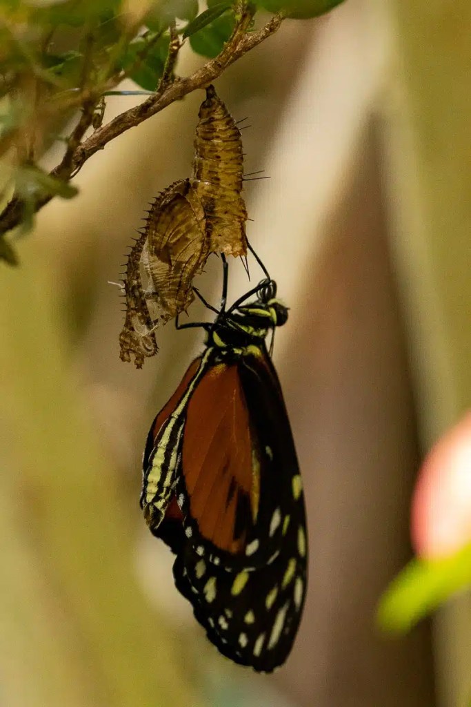 Bird perched on a barbed wire fence in a Highland field. Spring daffodils below.