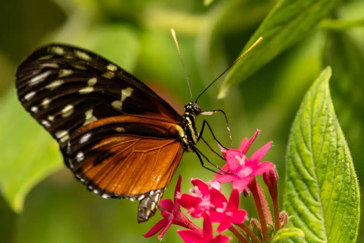 Bird perched on a barbed wire fence in a Highland field. Spring daffodils below.