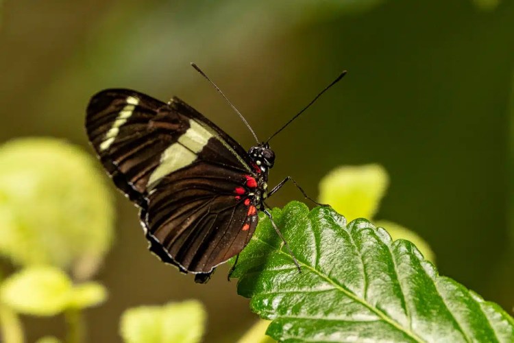 Bird perched on a barbed wire fence in a Highland field. Spring daffodils below.