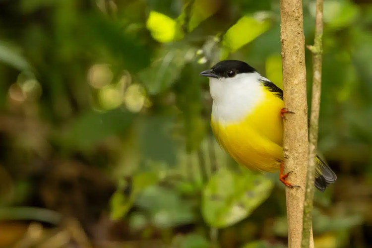 Yellow-bellied Elaenia perched on a branch in North East Costa Rica