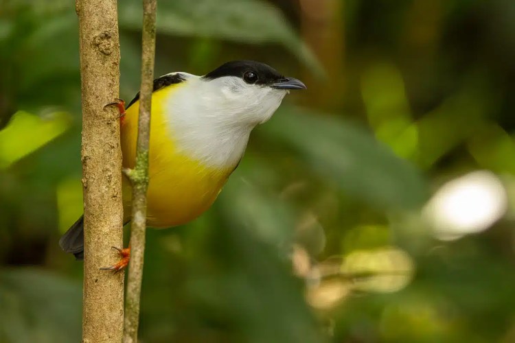 Yellow-bellied Elaenia perched on a branch in North East Costa Rica.
