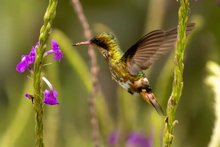 Hummingbird feeding on purple flowers in North East Costa Rica, wings spread.
