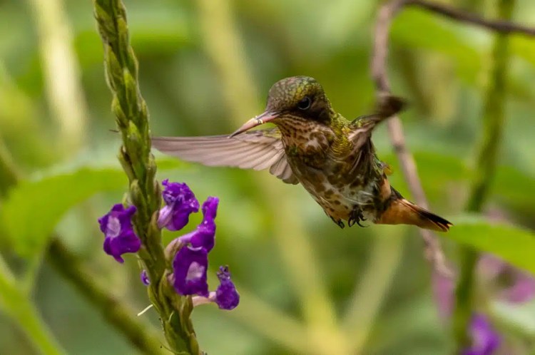 Hummingbird feeding on purple flowers in North East Costa Rica.