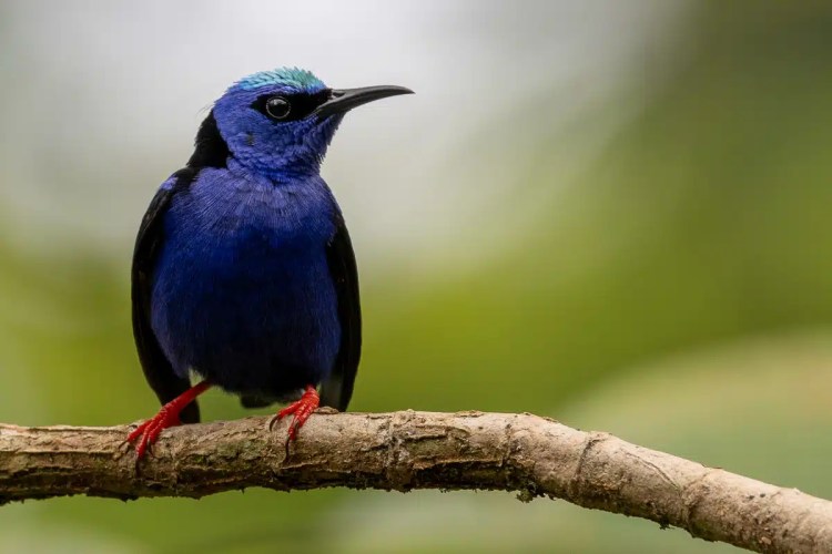 Shining Honeycreeper bird perched on a branch in Costa Rica, with vibrant blue and black plumage.