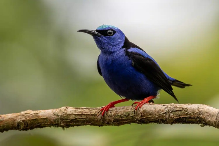 Shining blue Red-legged Honeycreeper perched on a branch in Costa Rica.