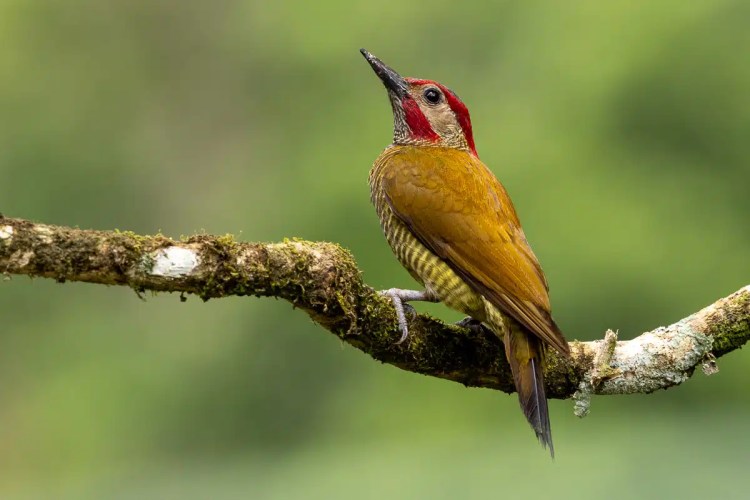 Hoffmann's Woodpecker perched on a mossy branch in North East Costa Rica.