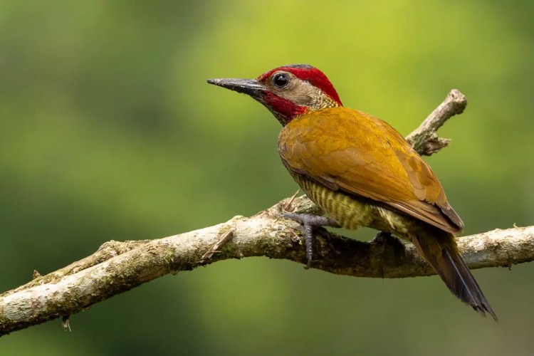 Hoffmann's Woodpecker perched on a branch in North East Costa Rica.