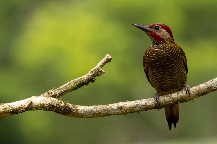 Hoffmann's woodpecker perched on a branch in North East Costa Rica.