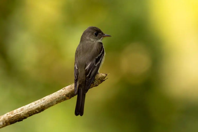 Flycatcher perched on a branch in North East Costa Rica.