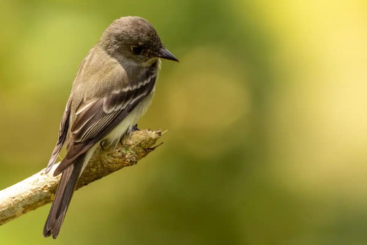 Olive-sided flycatcher perched on a branch in Costa Rica.
