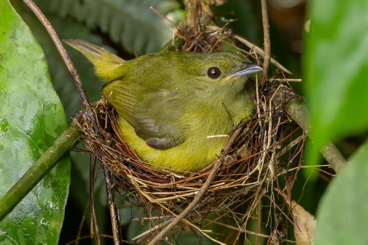 Green honeycreeper bird nesting in North East Costa Rica.