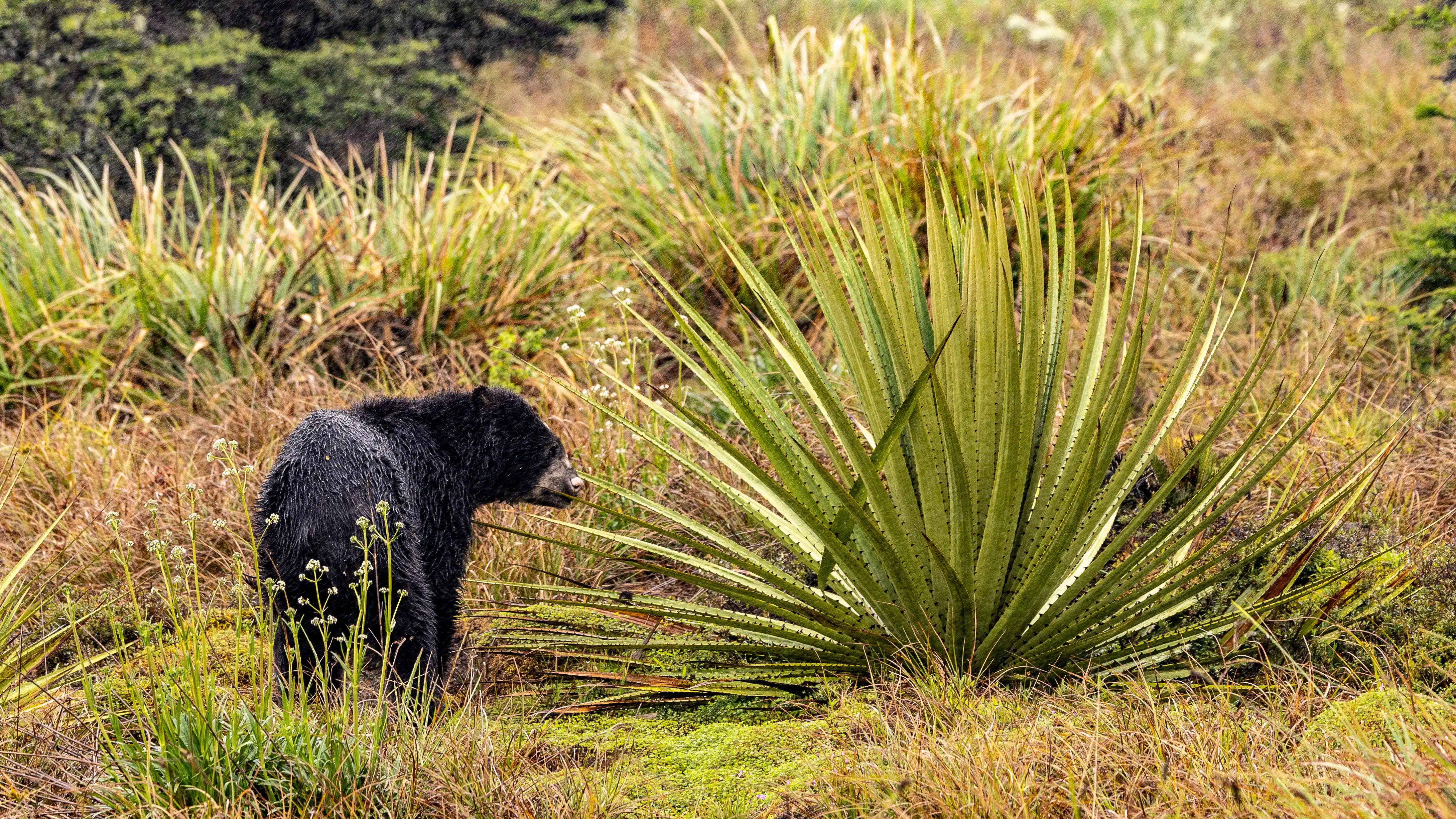 Spectacled bear near Bogota foraging in the Andean cloud forest, surrounded by frailejones.