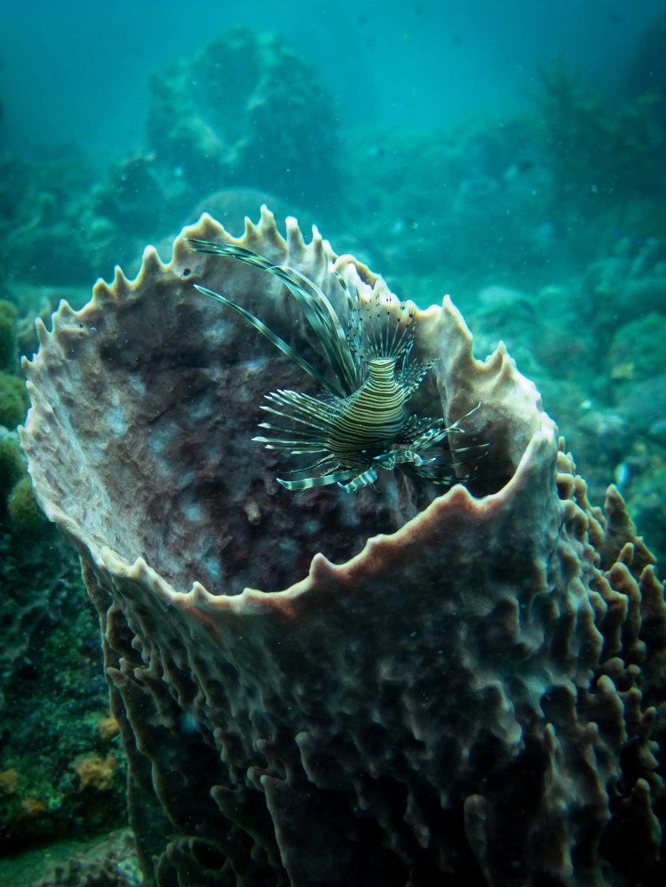 Lionfish in a barrel sponge while diving Tayrona National Park, Colombia.