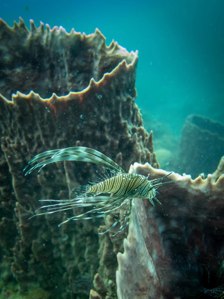 Lionfish swimming near coral in Tayrona National Park, Colombia