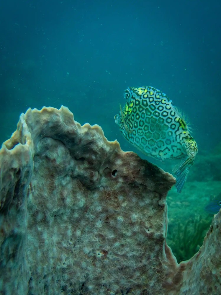 Honeycomb cowfish swimming near coral in Tayrona National Park, Colombia. Diving photo.