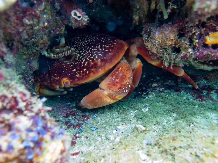 Crab hiding in coral reef, Tayrona National Park.