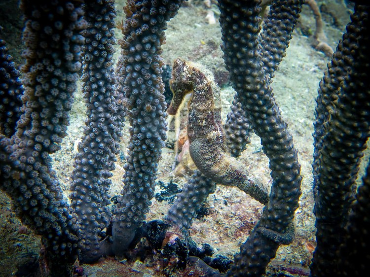 Seahorse clinging to coral in Tayrona National Park, Colombia. Diving adventure.