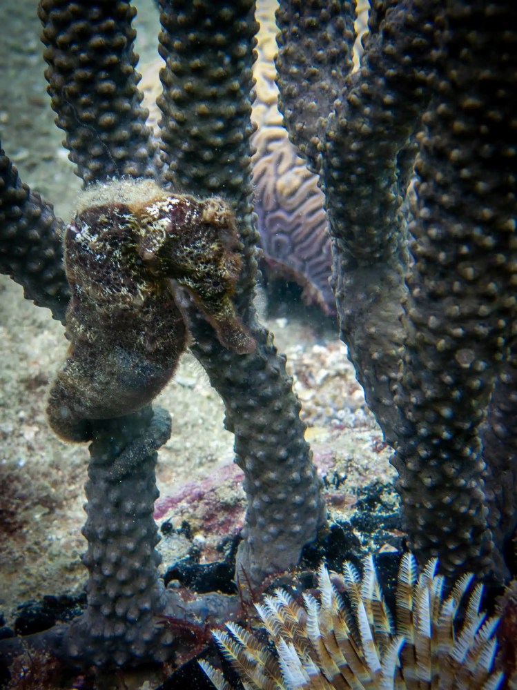 Seahorse clinging to coral in Tayrona National Park, Colombia.