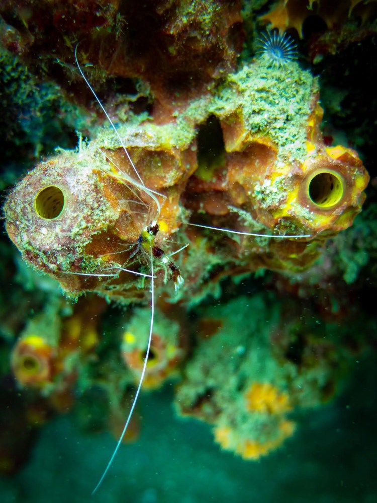 Reef cleaner shrimp on colorful sponge in Tayrona National Park, Colombia.