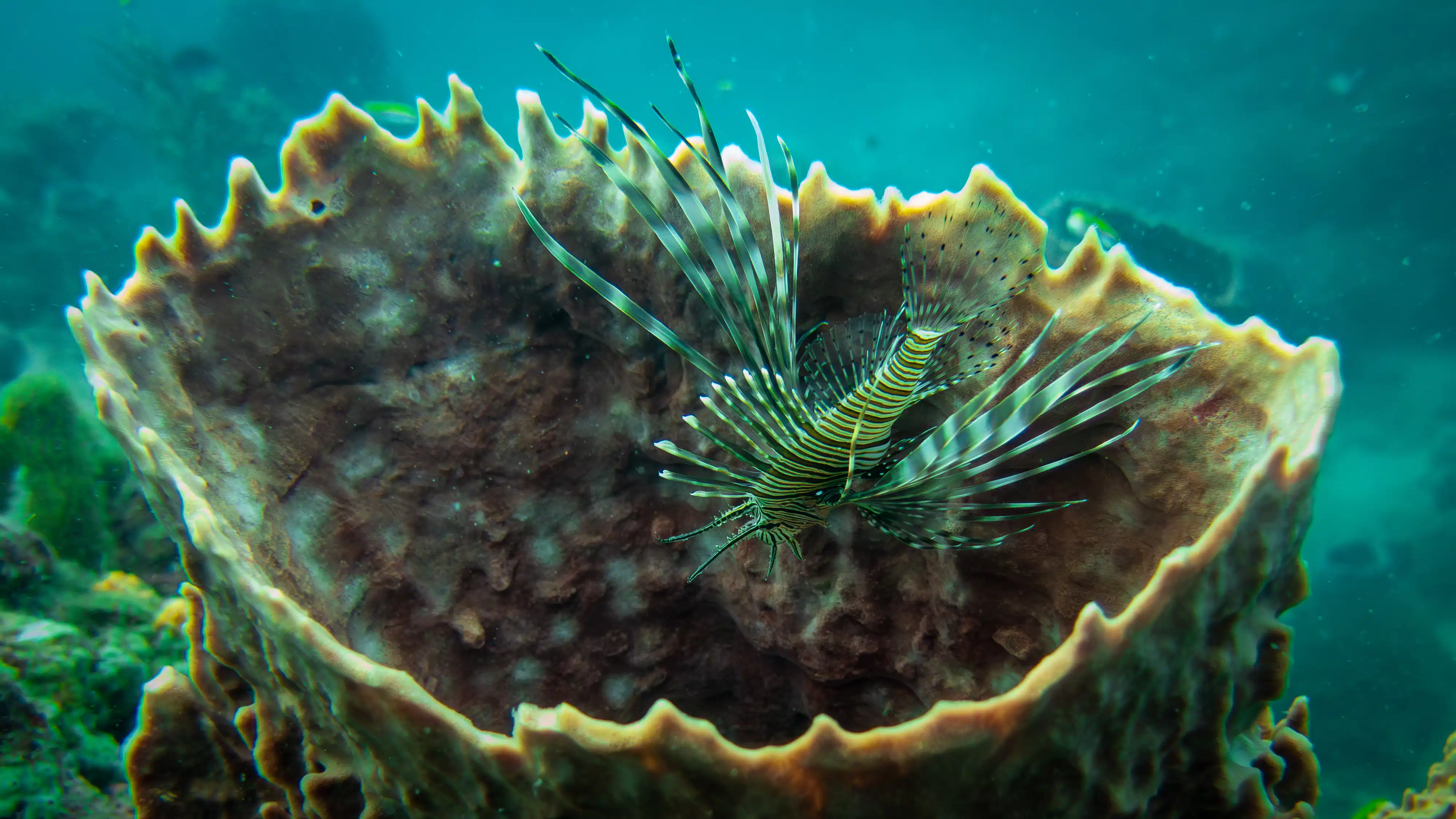 Lionfish in a sea sponge, Tayrona National Park, Colombia.