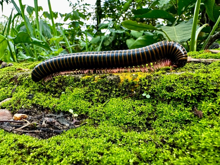 Millipede crawling on moss in the Santa Marta Mountains.