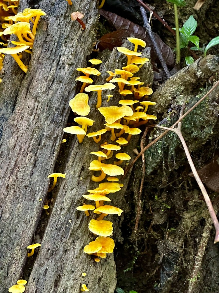 Bright yellow mushrooms growing on a decaying log in the Santa Marta Mountains.
