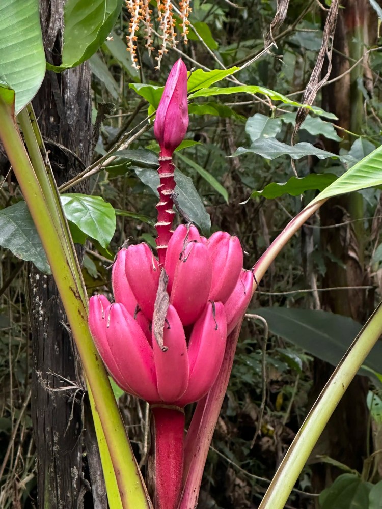 Bright pink bananas growing in the Santa Marta Mountains.
