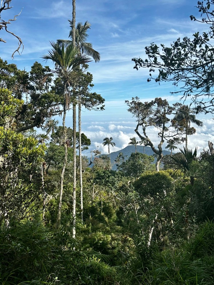 Lush green forest in the Santa Marta Mountains with clouds and blue sky visible in the background.