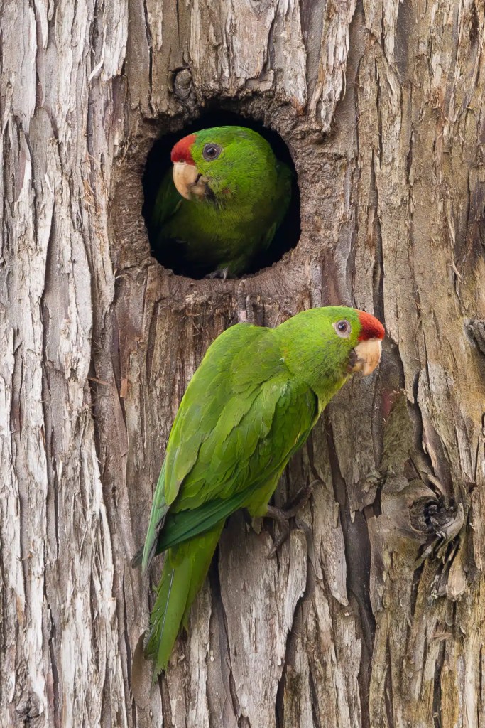 Ring-necked pheasant in tall grass, showing its colorful plumage.