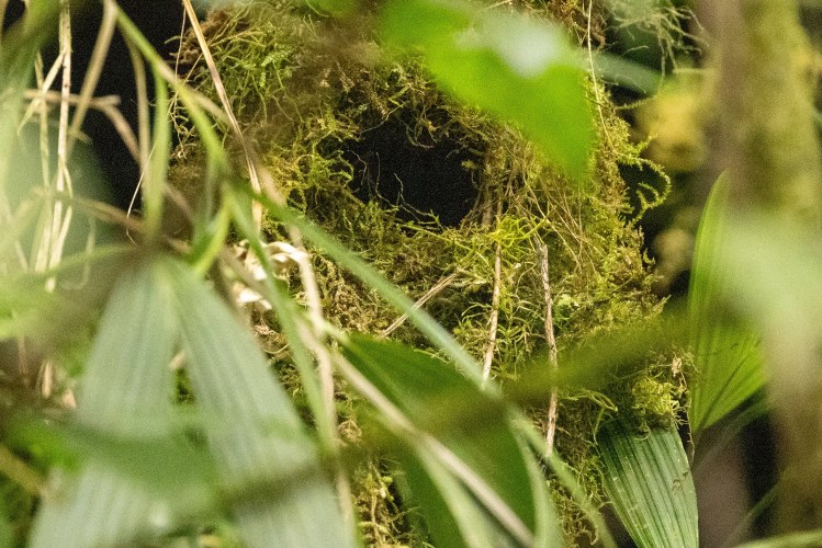 Ring-necked pheasant in tall grass, showing its colorful plumage.