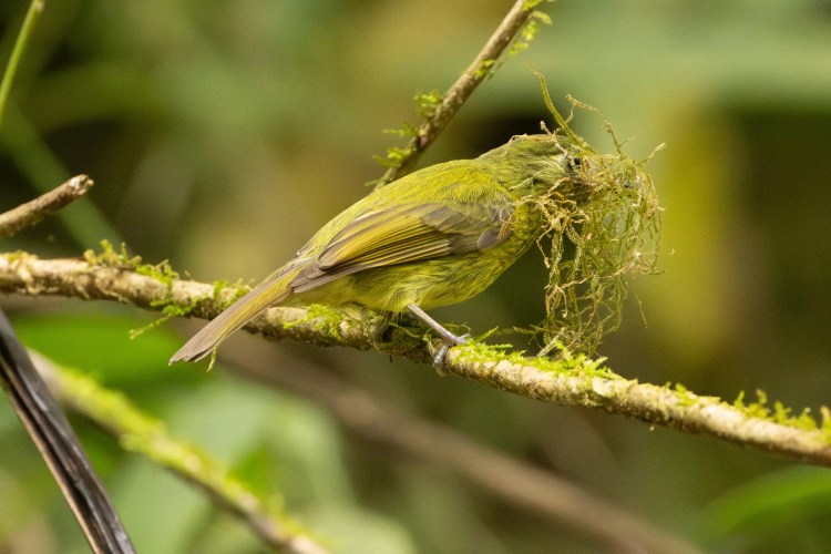 Ring-necked pheasant in tall grass, showing its colorful plumage.