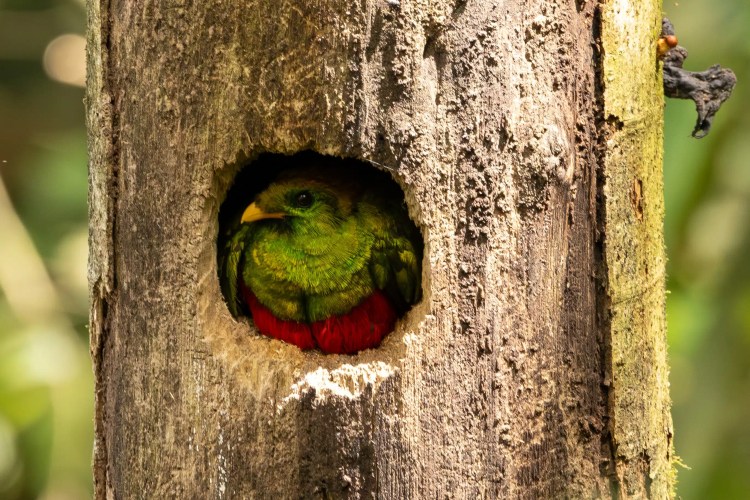 Ring-necked pheasant in tall grass, showing its colorful plumage.