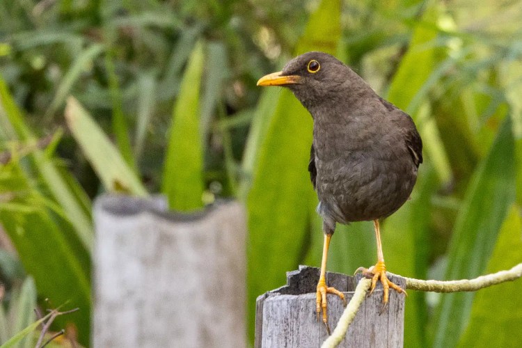 Sedge warbler perched on a branch. Sheriffmuir drive birdwatching.