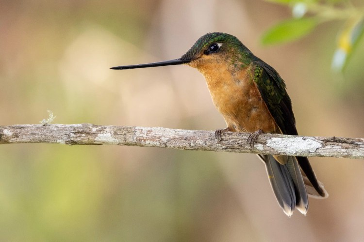 Sedge warbler perched on a branch. Sheriffmuir drive birdwatching.