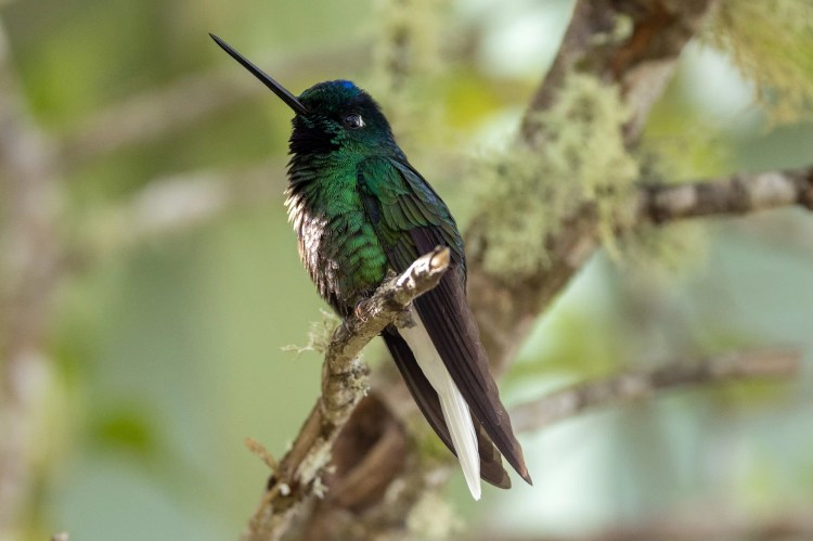 Sedge warbler perched on a branch. Sheriffmuir drive birdwatching.