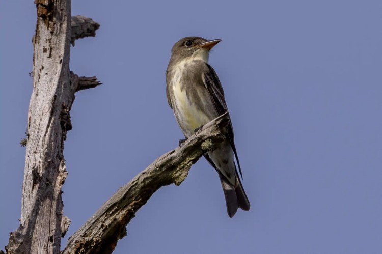 Sedge warbler perched on a branch. Sheriffmuir drive birdwatching.