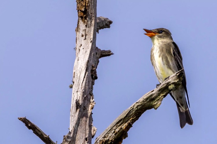 Sedge warbler perched on a branch. Sheriffmuir drive birdwatching.