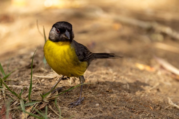 Sedge warbler perched on a branch. Sheriffmuir drive birdwatching.