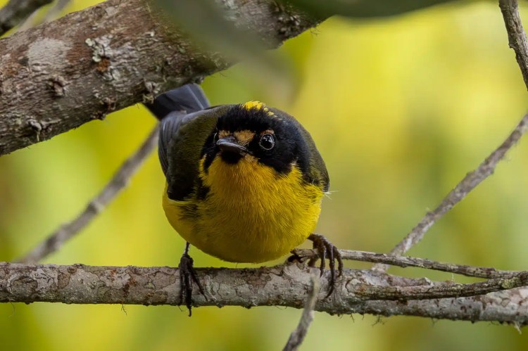 Skylark perched on heather in Sheriffmuir.
