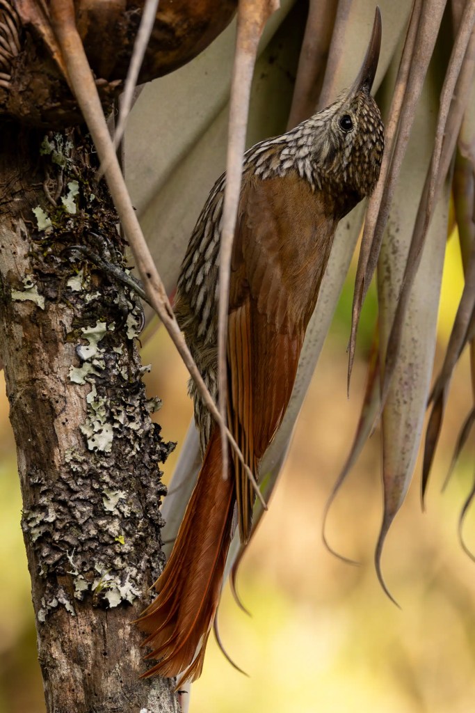Skylark perched on heather in Sheriffmuir.