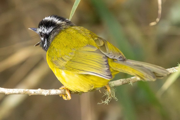 Skylark perched on heather in Sheriffmuir.