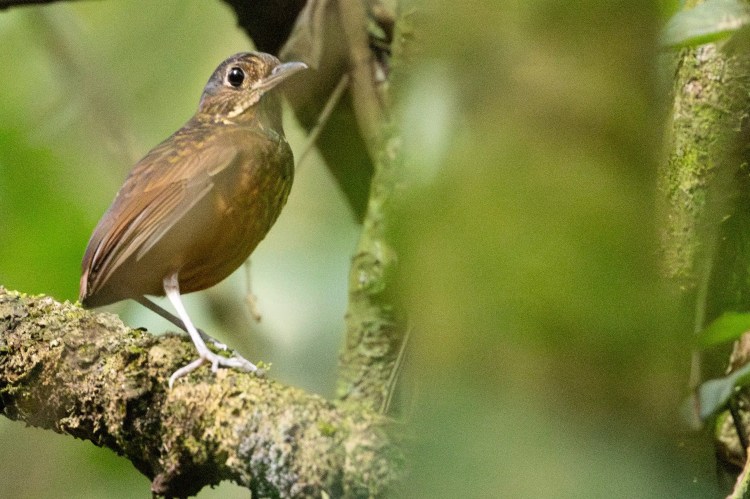 Meadow pipit perched on a budding branch in Sheriffmuir.