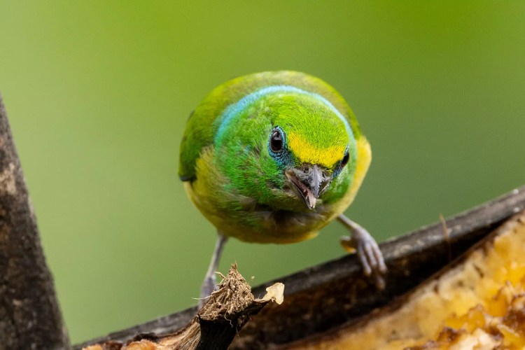 Meadow pipit perched on a budding branch in Sheriffmuir.