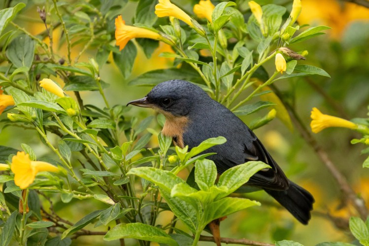 Meadow pipit perched on a budding branch in Sheriffmuir.