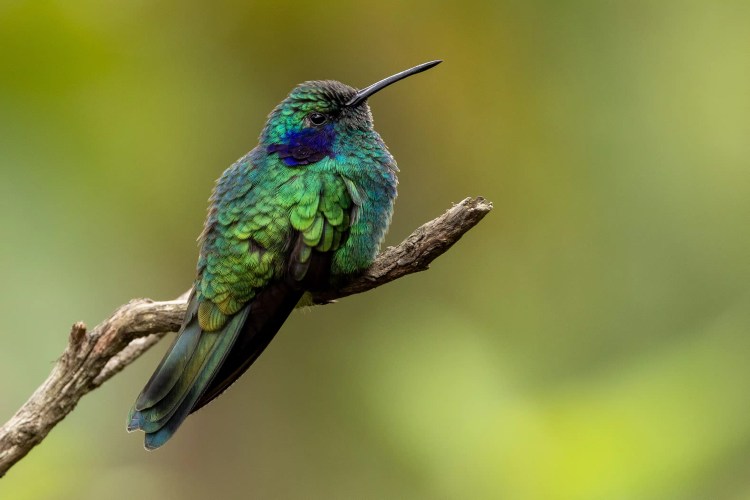 Small bird perched on a budding branch on Sheriffmuir. Brown and white plumage.